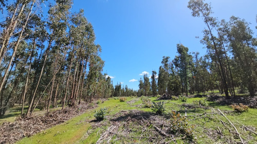 Proyecto Bosque Escondido, Marchigue Vi Región