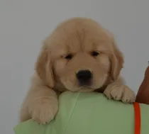Comprar Bebés Golden Puros 100% Criadero Golden Retriever Argentina-