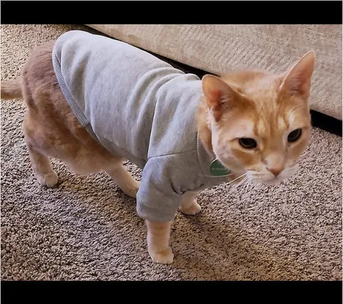 Poleras para gatos hotsell