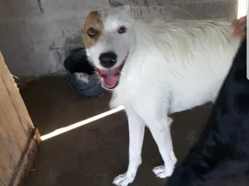 Imagen 7 de 7 de Aquiles En Adopción Responsable