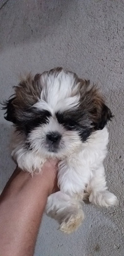 Imagem 2 de 3 de Cachorro Da Raça Shih-tzu Fêmea
