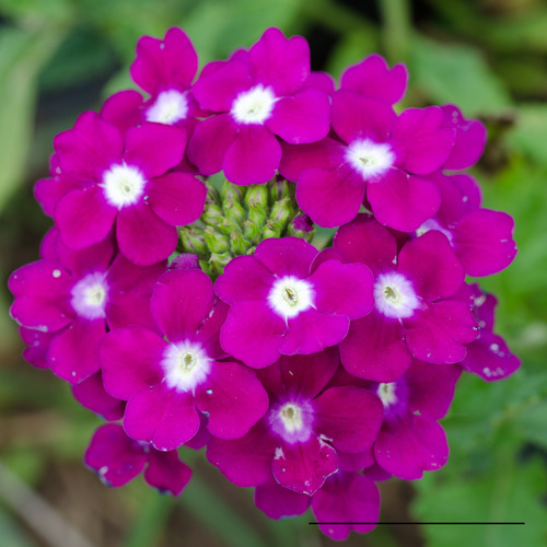 Sementes De Verbena Nana Compacta Sortida Flor