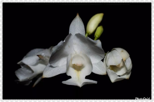 6 Mudas De Orquídea Bletia Catenulata Branca E Roxa | Parcelamento sem juros