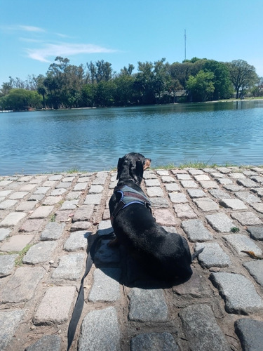 Imagen 3 de 5 de Nilñera De Mascotas/ Cuidadora A Domicilio/ Pet Sitting