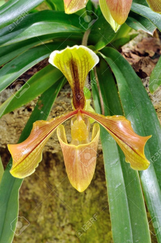 Orquidea Paphiopedilum Spp Zapatito De Venus Zapatilla Dama | Meses sin  intereses