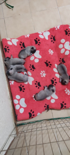 Imagen 5 de 6 de Pug Carlino