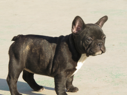 Bulldog Francés, 2 Meses,1 Macho 1 Hembra Entrega Inmediata