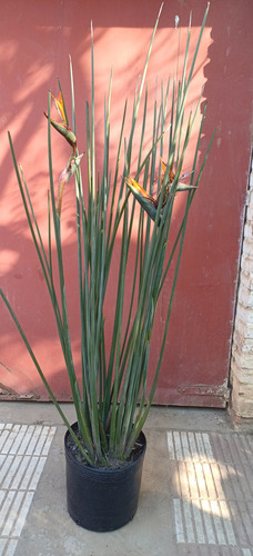 Strelitzia Juncea En Maceta De 10 Lt.