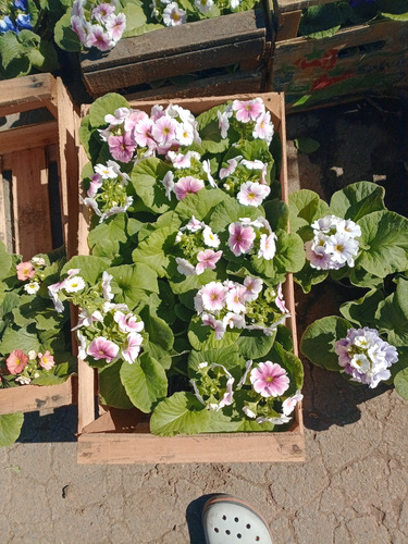 Primulas Cajon X 10 Variedad De Colores Excelentes! Variedad De Colores