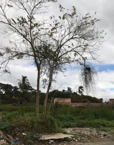 Imagem 3 de 17 de Terreno Residencial À Venda, Cidade Boa Vista, Suzano. - Reo326389