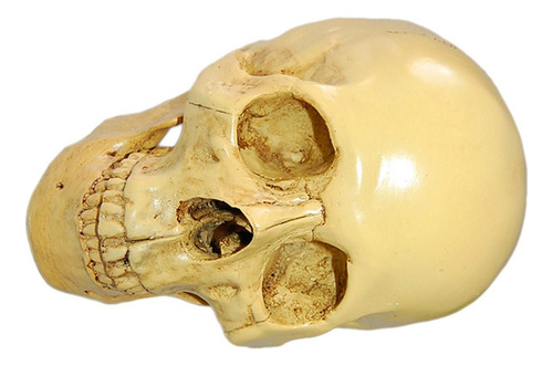 Cráneo Humano Artificial De Tamaño Real De 6,5 Pulgadas,