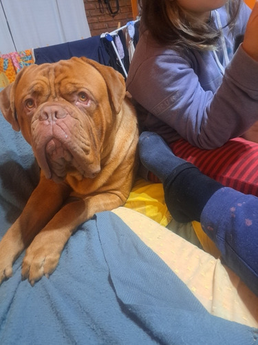 Imagen 4 de 5 de Servicio De Monta Dogo De Burdeos
