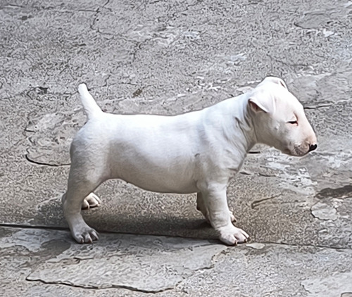 Bull Terrier