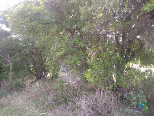 Imagen 12 de 24 de 5 Has Con Casa En Carape A Minutos De P. Edén Y Punta - Zona Rural Zona Rural