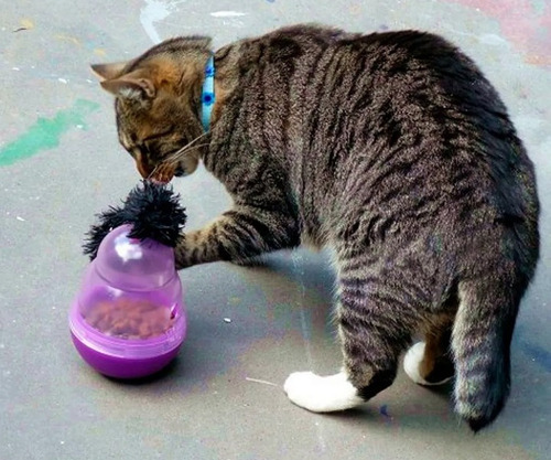 Kong Cat Wobbler Marca Kong
