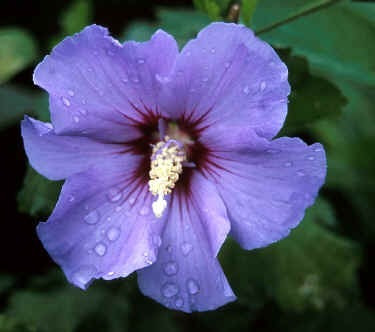 Sobre Para Sembrar 15 Plantas Arbusto Floral Hibisco Azul
