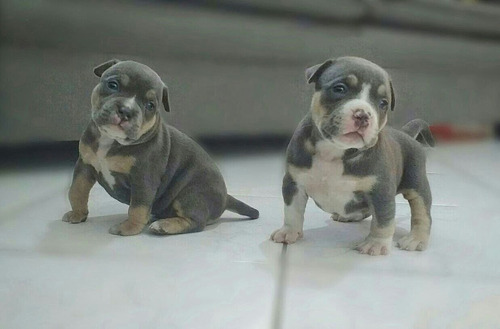 American Bully