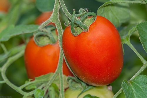 Fertilizante Para La Producción De Tomate Rio Grande