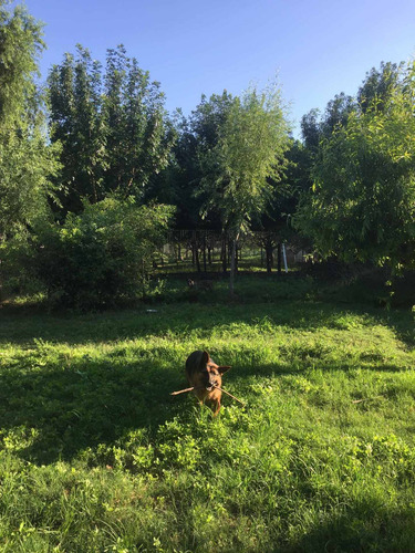 Imagen 7 de 9 de Hotel Shadows Para Perros Naturaleza, Experiencia Y Amor