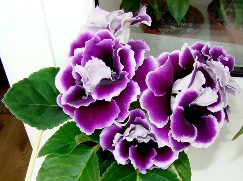 Semillas De Gloxinia Double Brocade Mix Premium Importadas