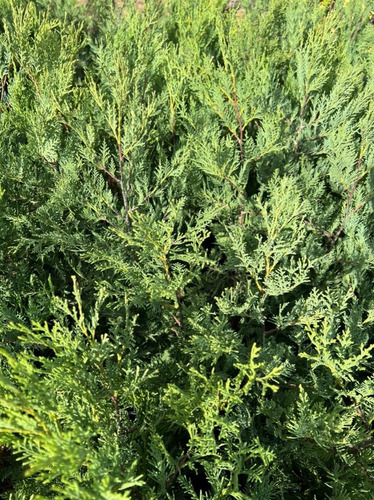Plantas Para Cerco Vivo Leylandi Pinos Pack X30 Unidades 15mts Pleno Sol Cercos Vivos Perimetrales Vivero Mayorista (Usado)