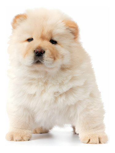 Perros Chow Chow Color Crema Pet Puppy Dog Cachorros 