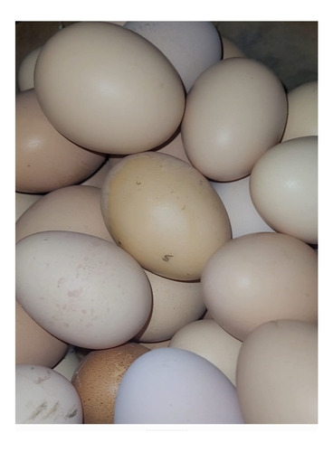 Huevos De Corral