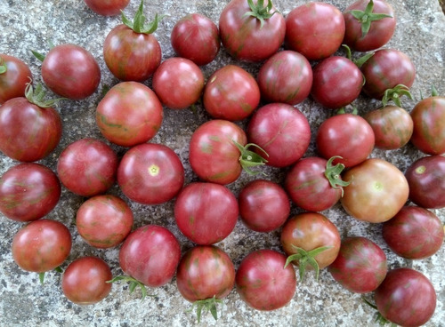 Semillas Organicas Tomate Black Vernissage Naturales Huerta