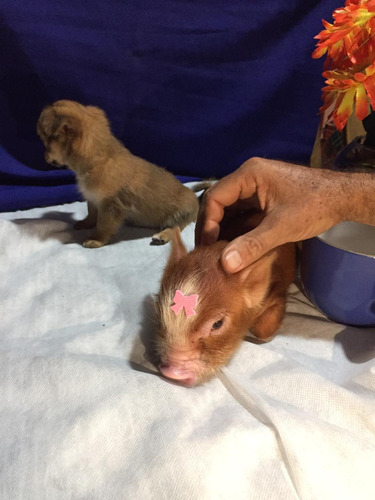 Racão De Mini Pig