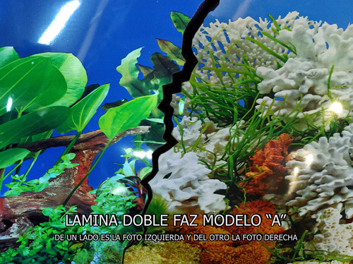 Lamina Doble Faz Fondo De Pecera 50x40 Cm Acuario 