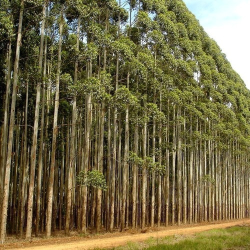 4000 Sementes De Eucalipto Citriodora