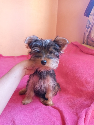 Yorkshire Terrier Machitos 