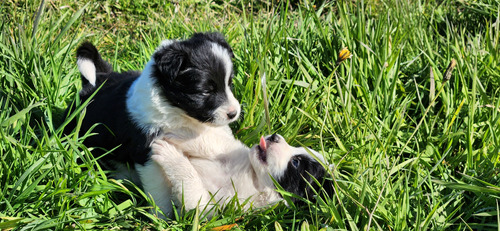 Border Collie