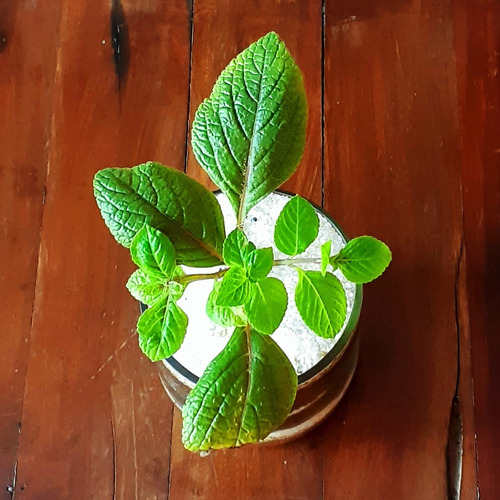 Plectranthus Ciliatus Little Terrario 10 The Little Yisus