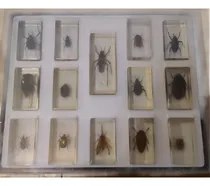 Comprar Bichos Coleccion La Nacion Lote 42 Unidades Con Exhibidores