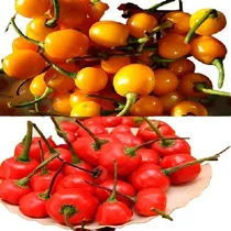 Comprar 100 Sementes Da Pimenta Bode Amarela + 100 Bode Vermelha