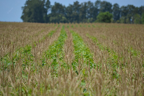Imagen 14 de 18 de 33 Has En Venta - Chacra Agrícola Con Excelente Acceso