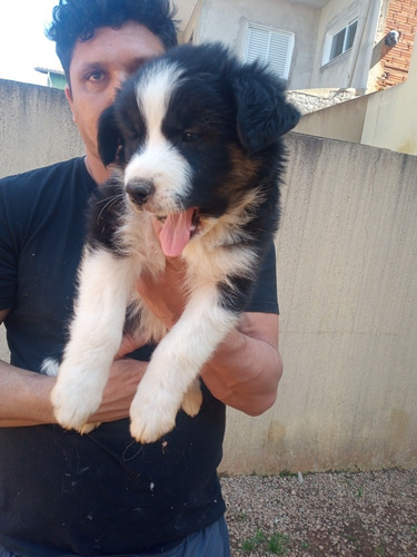 Imagem 4 de 5 de Border Collie