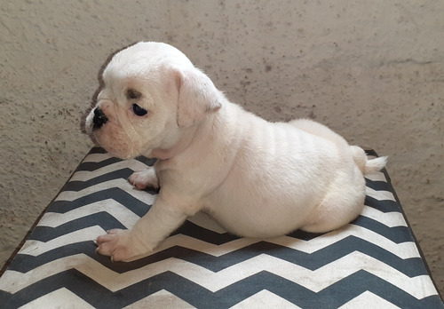 Imagen 1 de 6 de Bulldog Ingles Cachorros