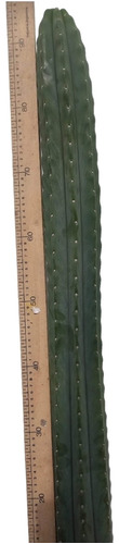 Cactus Echinopsis Pachanoi 