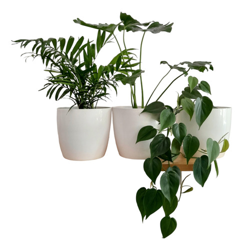 Set Plantas X 3 Palmera Philodendron Wambe Cordatum + Maceta