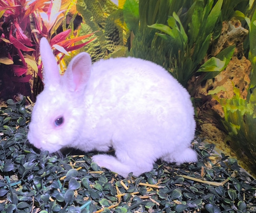 Conejos Mini Rex