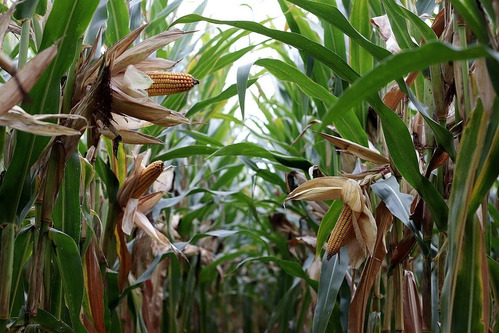 Venta Campo Agrícola Zona Río Cuarto - Córdoba