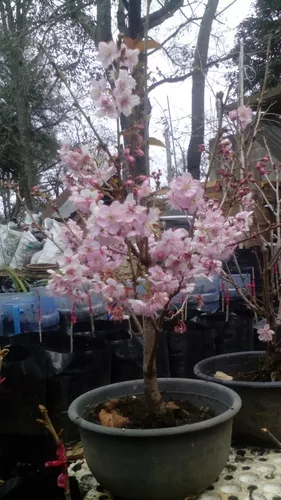 Árbol De Flor De Cerezo Artificial (japonés)*rosa Y *blanco