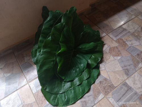 Vendo Linda Chácara (porteira Fechada) Em Jambeiro Direto Com O Proprietário!