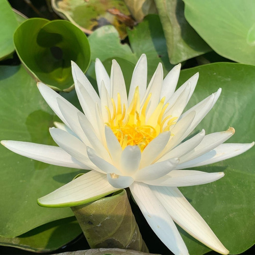 Nenúfar Blanco Nymphaea Sp. White 