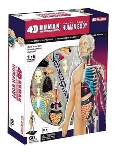 4d Vision Human Anatomy Modelo Torso Humano Medio 626203