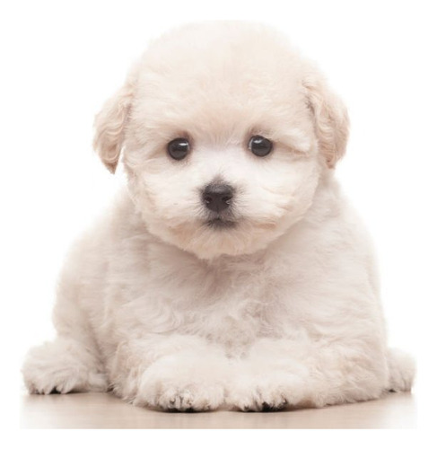 Cachorro French Poodle Mini Toy Perro Cachorro Mini Toy Dogs