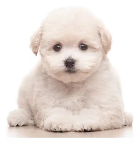 Cachorro French Poodle Mini Toy Perro