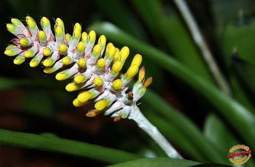 Orquideas Bromelia  Aechmea Blumenavii  Brasilera